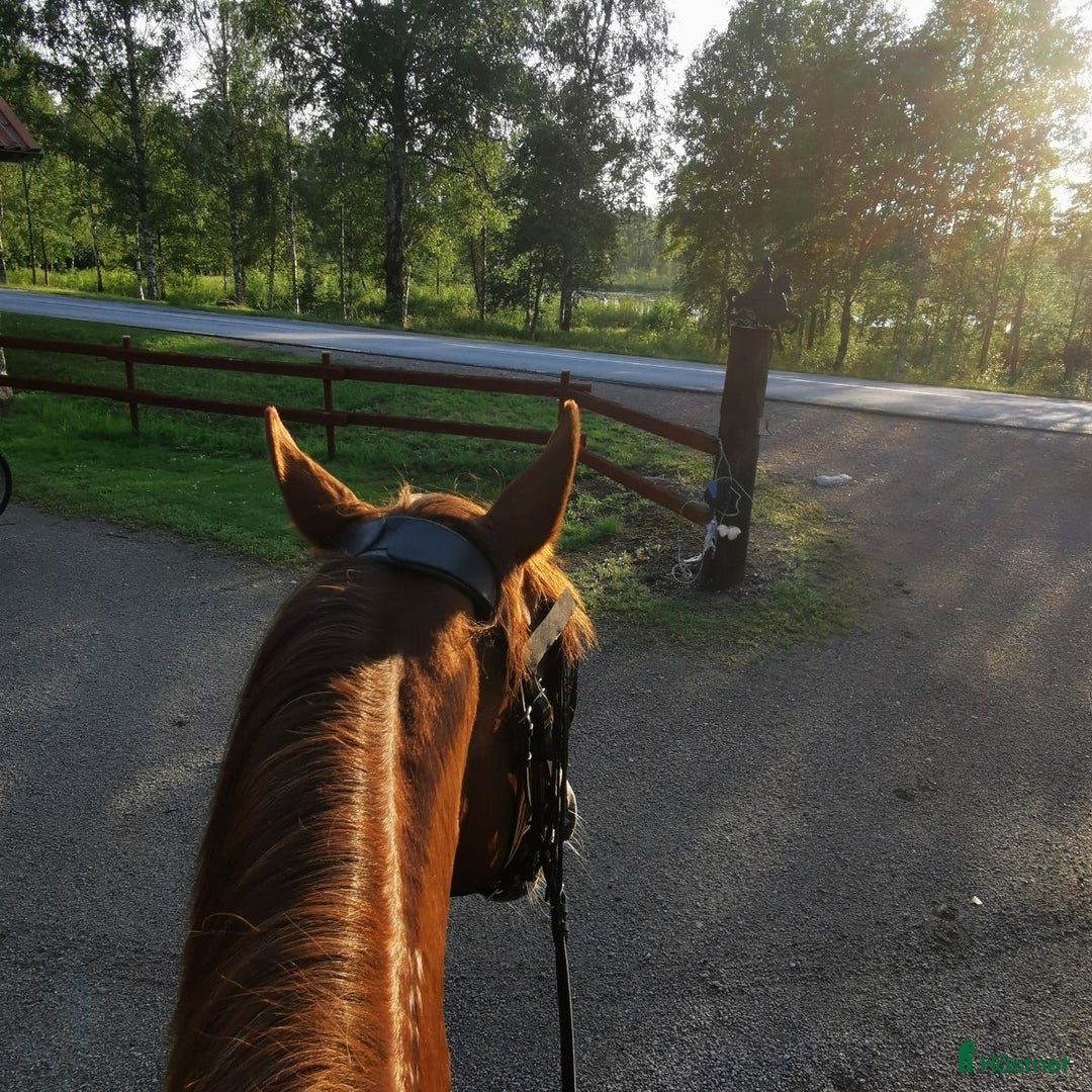 Hoppning hästar sökes: Läromästare sökes i Ingelstad - Annons 1