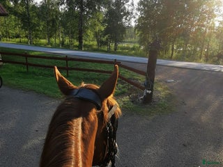 hästar Läromästare sökes i Ingelstad - Annons 8