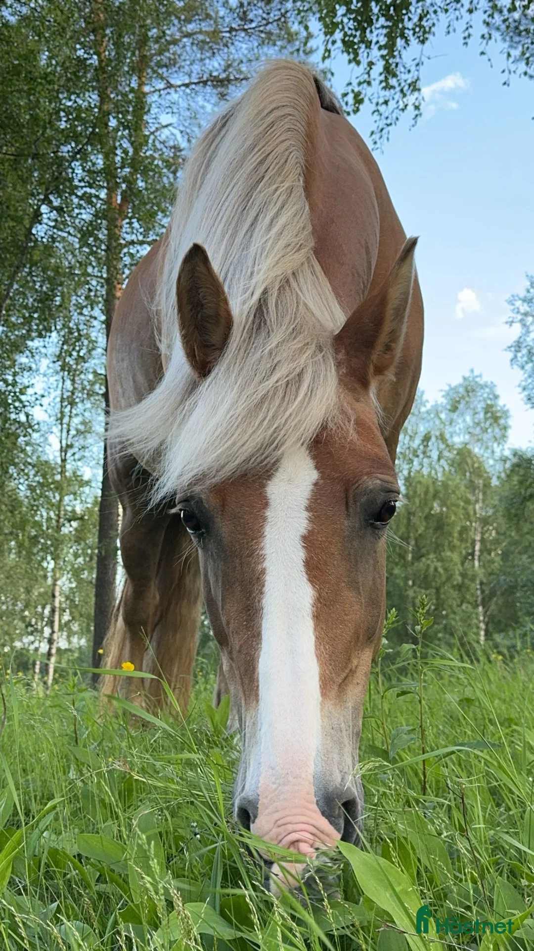 Allround hästar till salu: Trevlig hobby ridhäst  i Likenäs - Annons 4