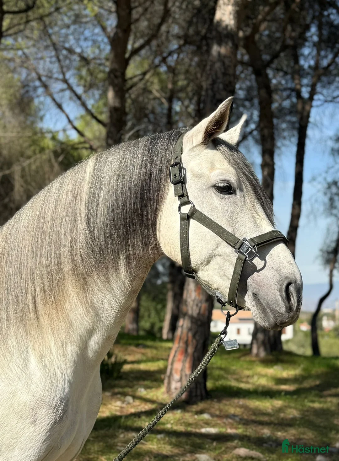 Dressyr hästar till salu: Fantastisk PRE hingst!! i Borås - Annons 2