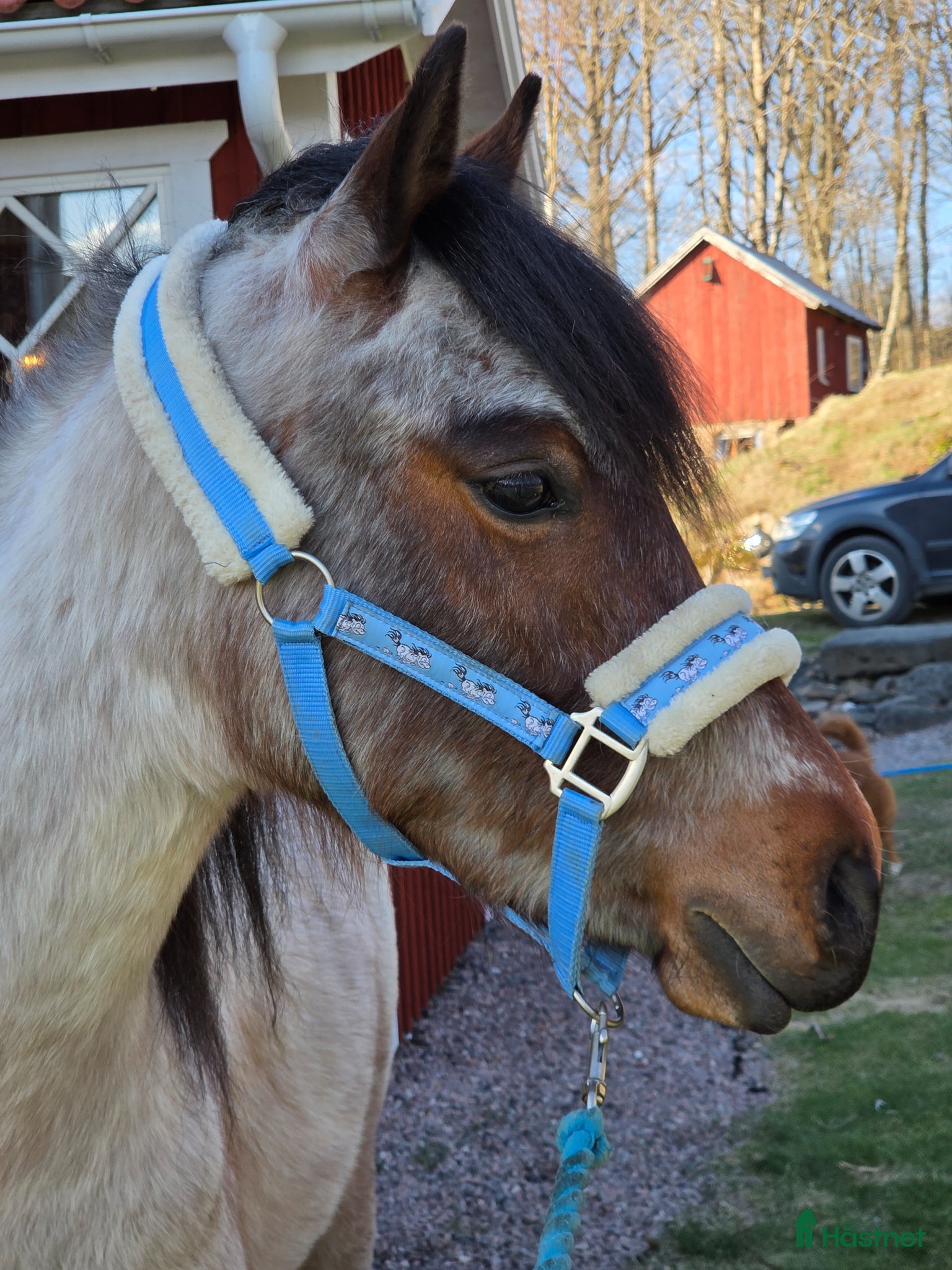  hästar Paintkorsning - Annons 7