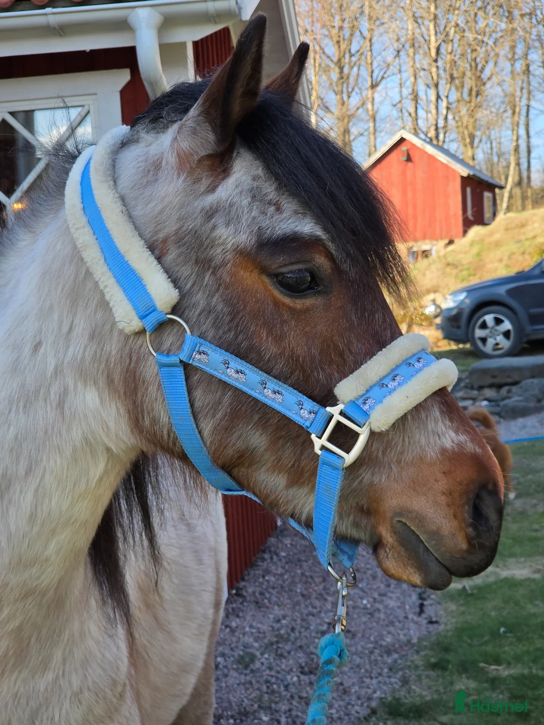 Allround hästar till salu: Paintkorsning - Annons 1