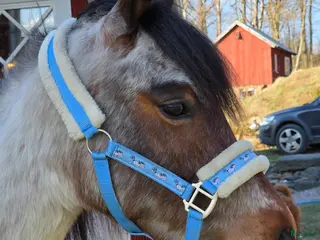 hästar Paintkorsning - Annons 15