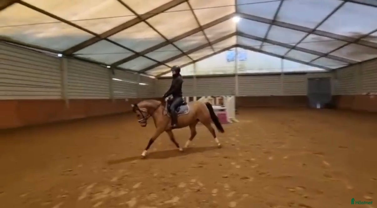  hästar 🌟 Skøn allround pony til salg 🌟 - Annons 7