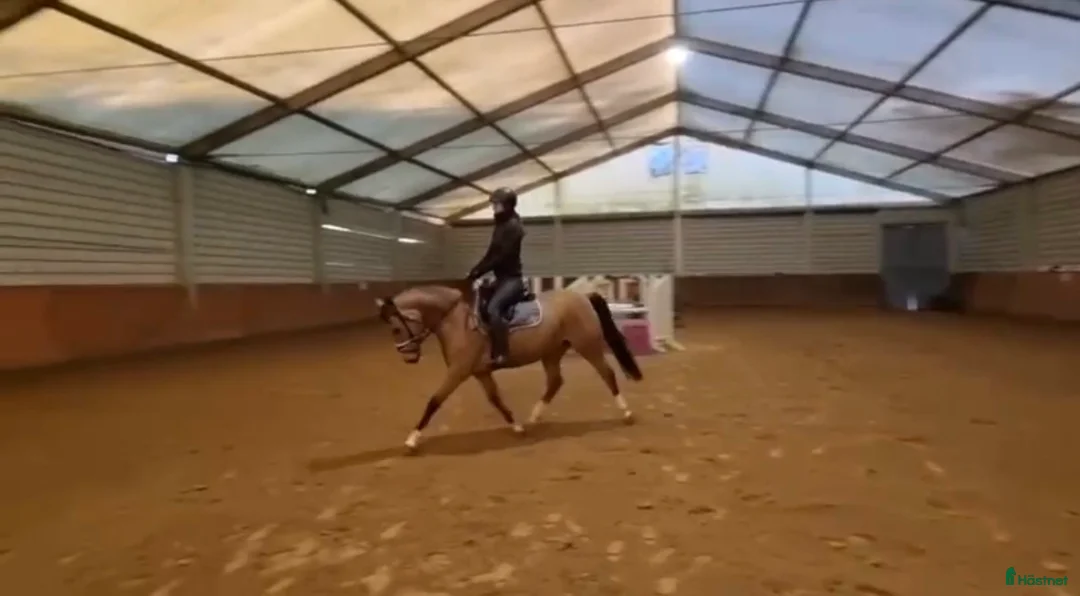 Hoppning hästar till salu: 🌟 Skøn allround pony til salg 🌟 - Annons 1