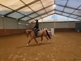 hästar 🌟 Skøn allround pony til salg 🌟 - Annons 7