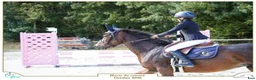 Hoppning hästar till salu: Connemara mare Jumping or Eventing - Annons 2