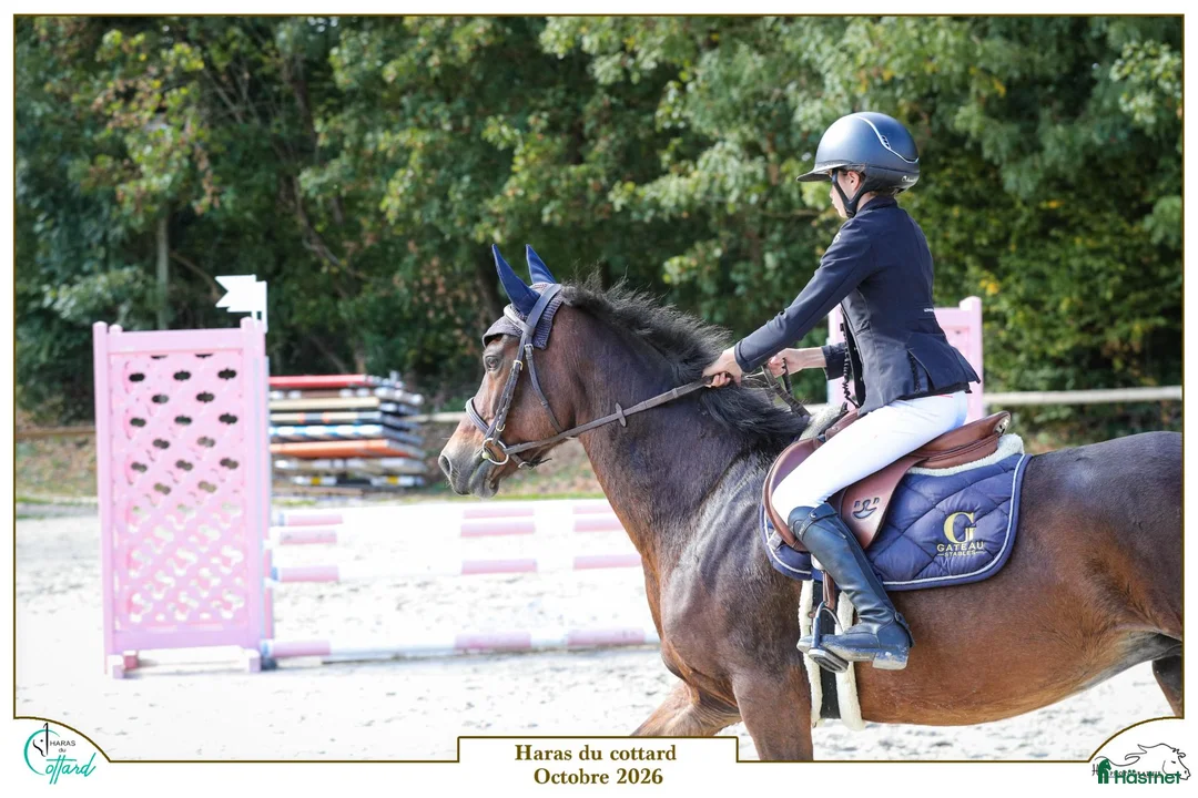 Hoppning hästar till salu: Connemara mare Jumping or Eventing - Annons 2