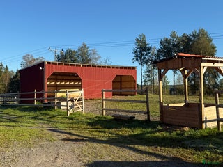 hästar 2 bästa vänner sökes i Dalsjöfors - Annons 5