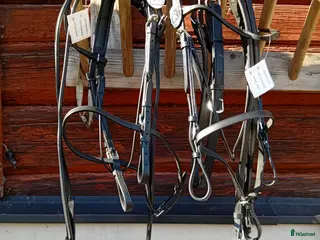 Övrig Travutrustning trav till salu: 2 st NYA Eddie racing huvudlag - Annons 1