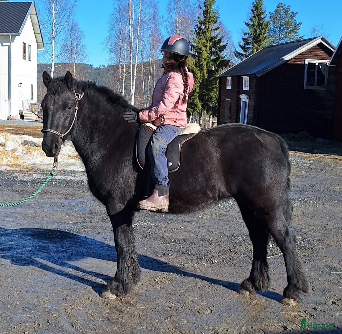  hästar Fellponny  - Annons 1