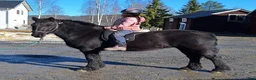 Allround hästar till salu: Fellponny  - Annons 1