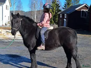 hästar Fellponny - Annons 1