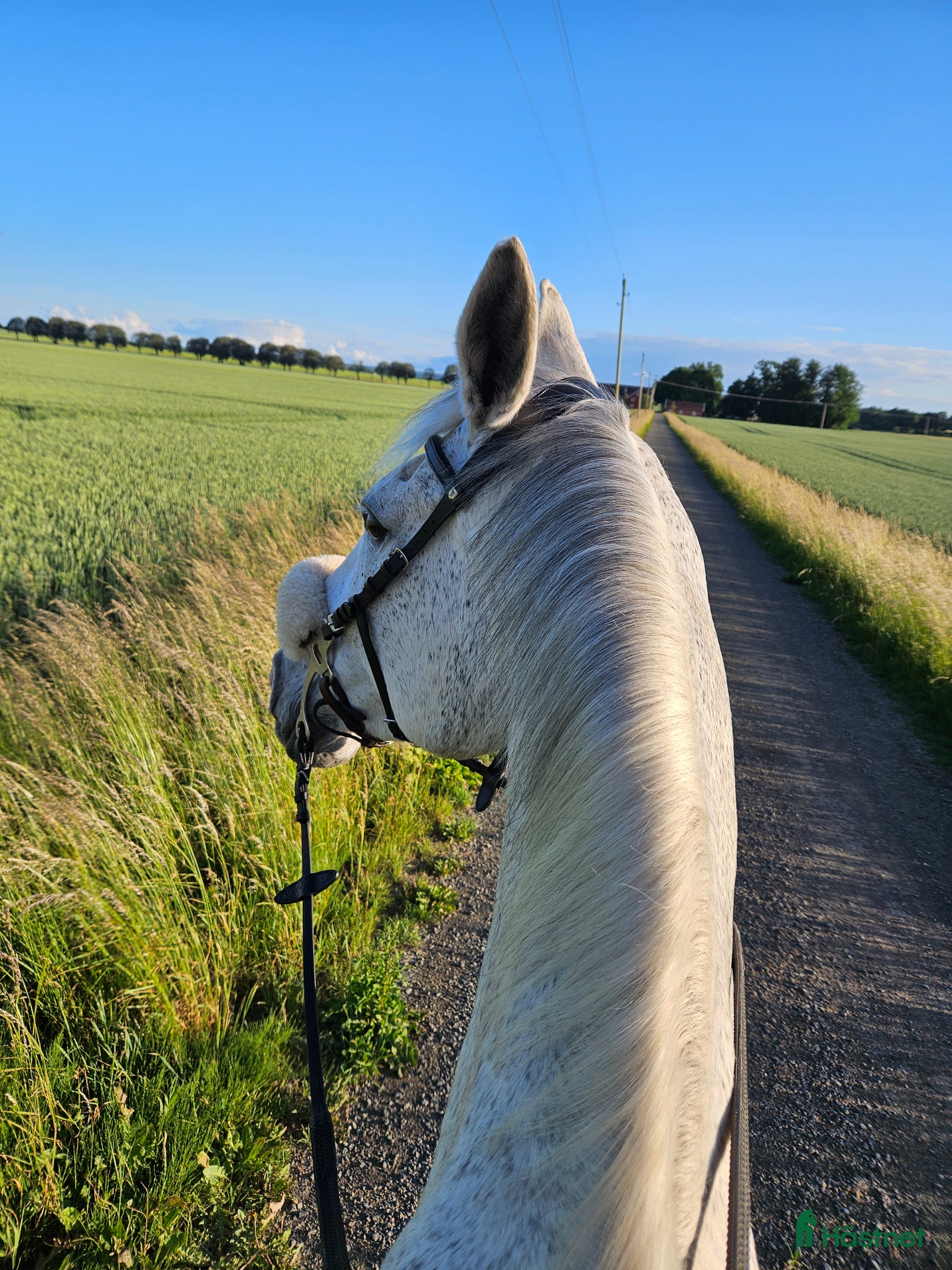  medryttarhäst finnes: Söker erfaren medryttare/fodervärd - Annons 3