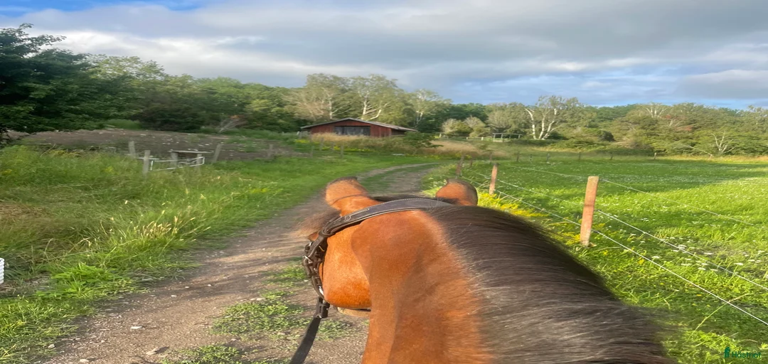 Galleribild {{count}}