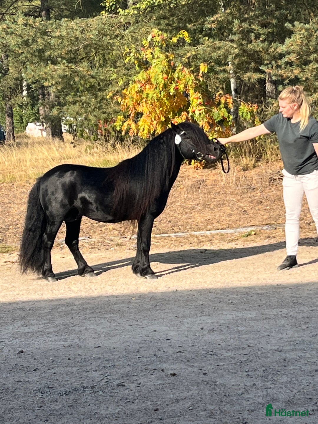 Avelshästar hästar till salu: Avelshingst shetlandsponnyn  i Falköping - Annons 9