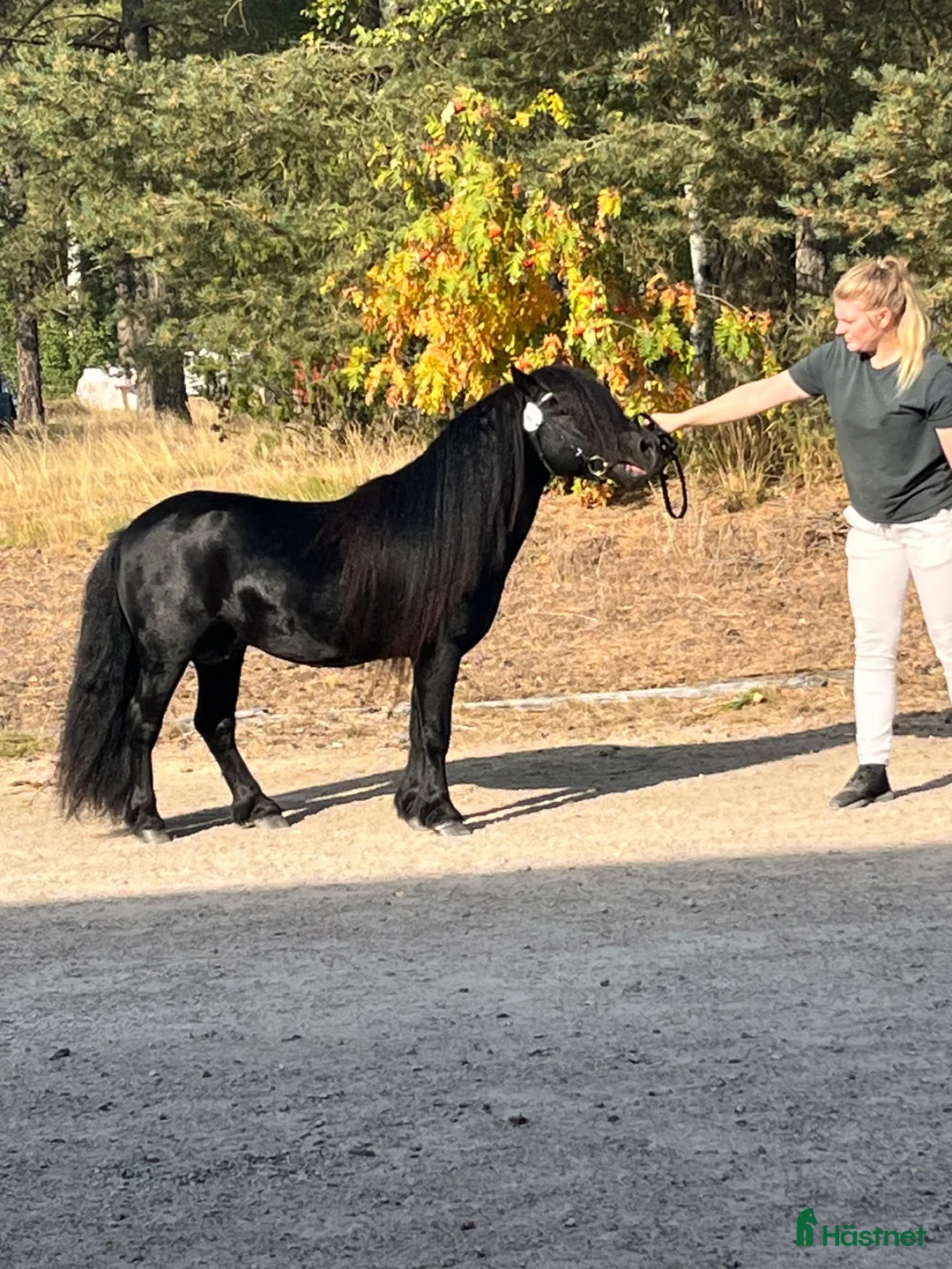 Avelshästar hästar till salu: Avelshingst shetlandsponnyn  i Falköping - Annons 9