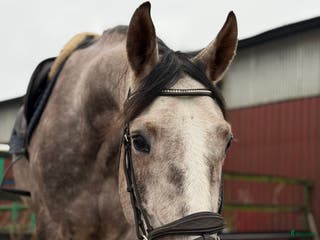 hästar Trevlig valack i Hindås - Annons 10