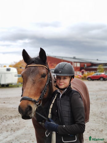 medryttarhäst sökes i Köping - Annons 18