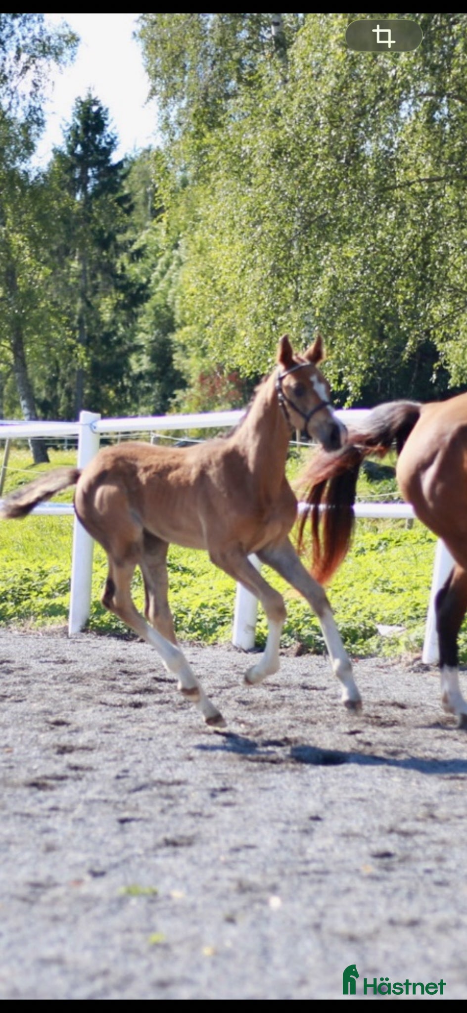  hästar Lovande ungt hoppsto - Annons 1