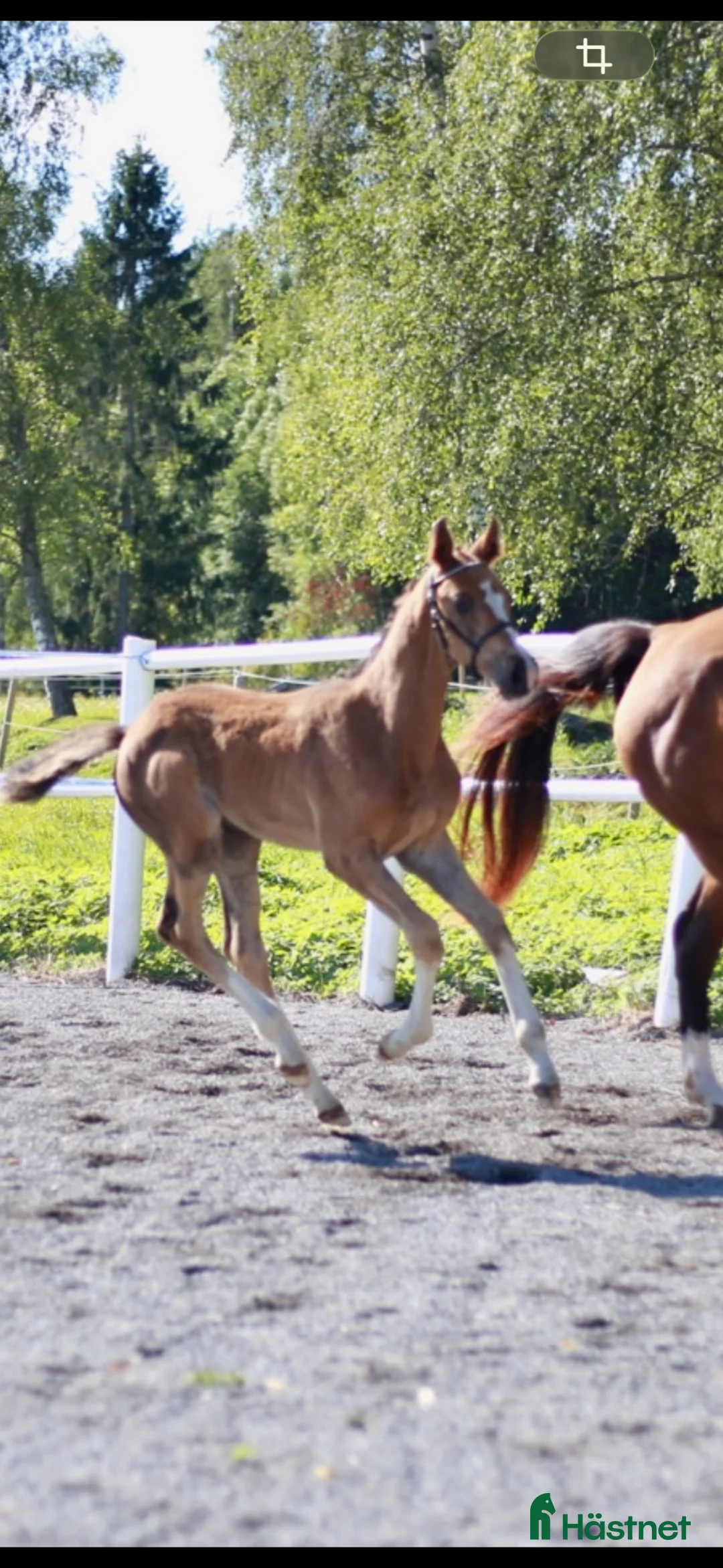 Hoppning hästar till salu: Lovande ungt hoppsto - Annons 1