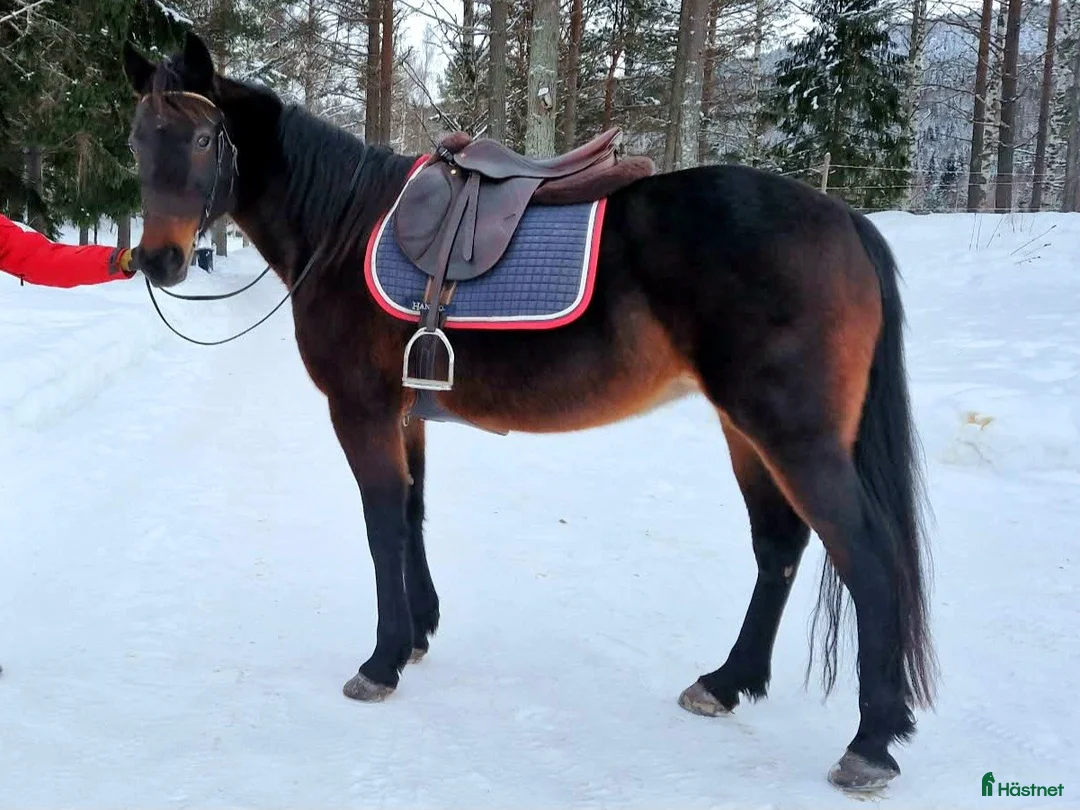 Allround hästar till salu: Sjysst boende sökes!  i Njurunda - Annons 5