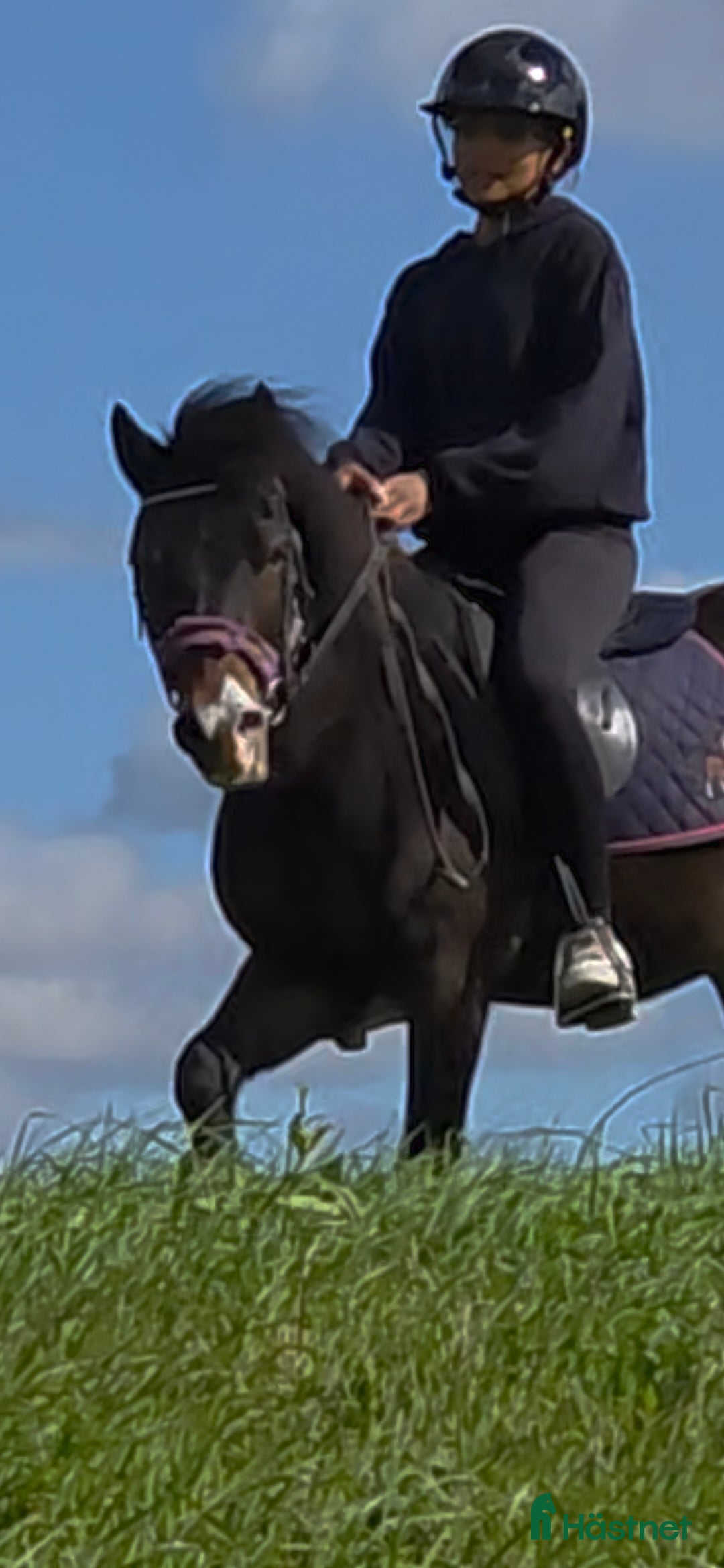  hästar Supersnäll barnponny i Vintrosa - Annons 10