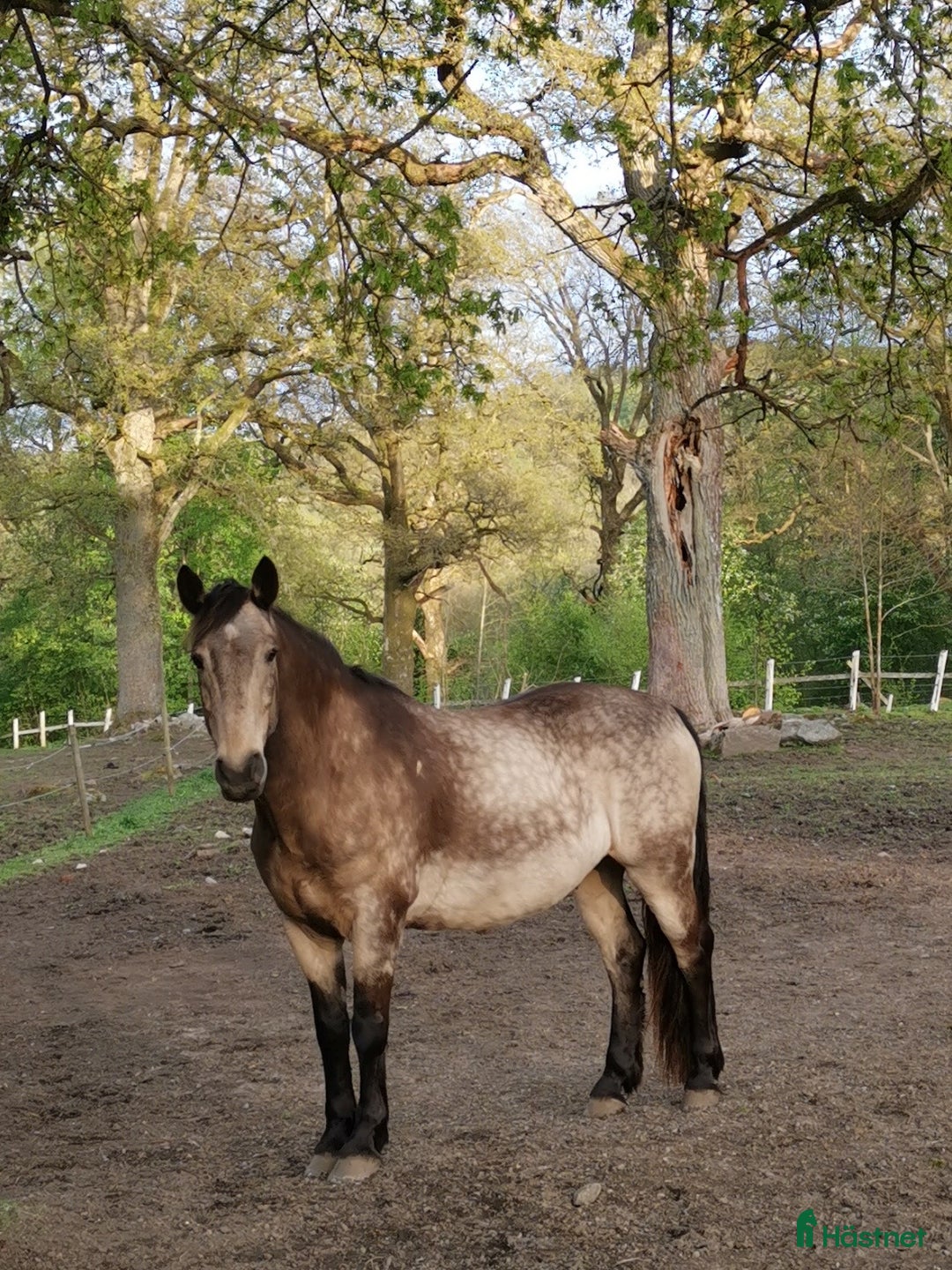 Allround hästar till salu: Världens bästa vän ❤️ i Sävedalen - Annons 3