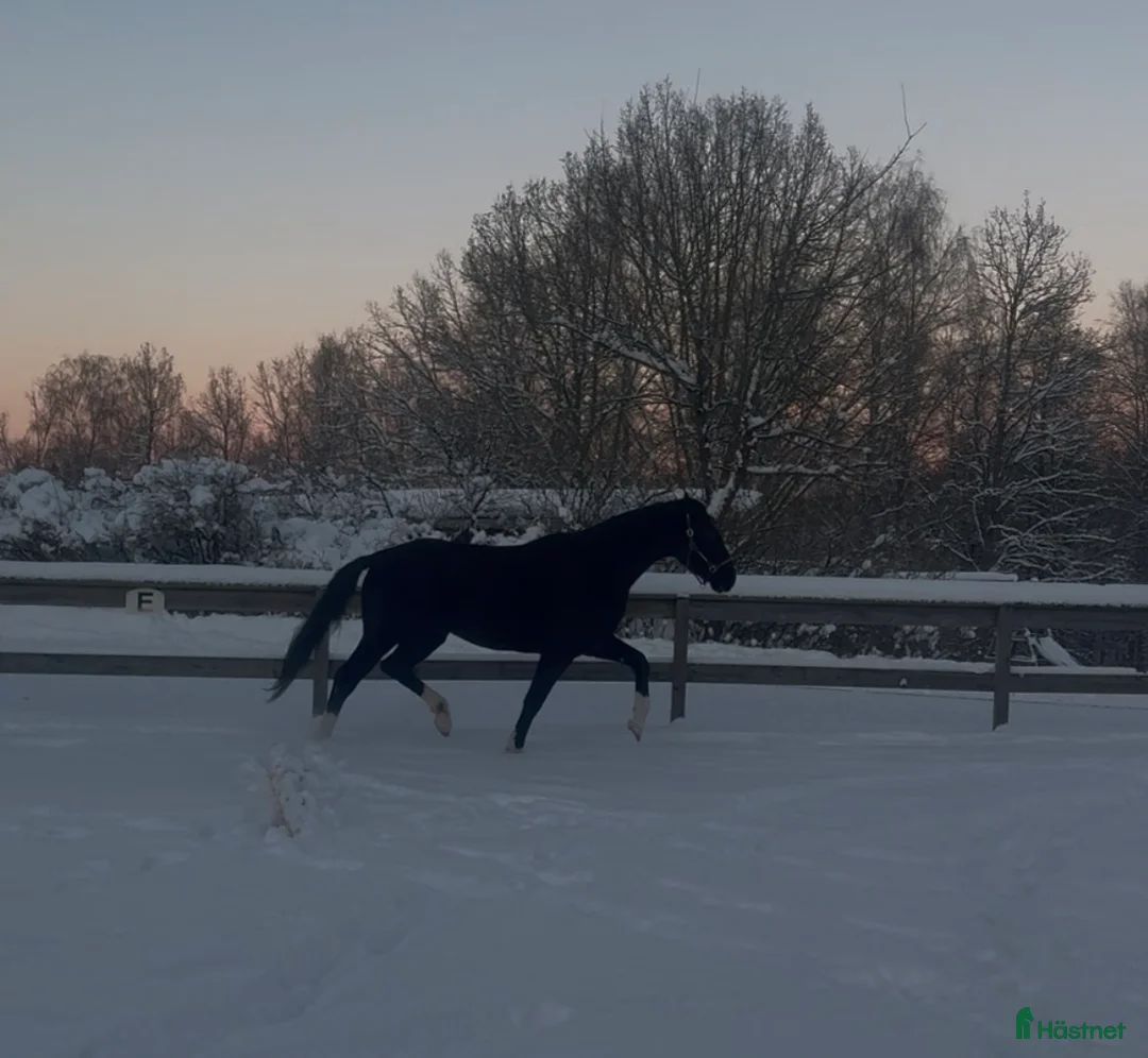 Dressyr hästar till salu: 4-årigt sto SWB - Annons 2