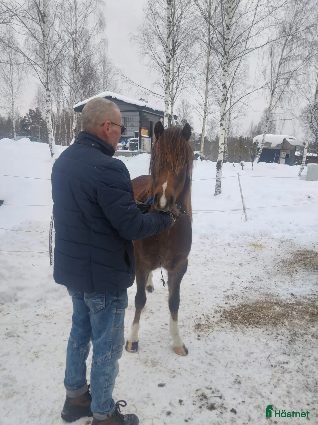 Allround hästar till salu: 2-årigt welshpartbreed sto - Annons 5