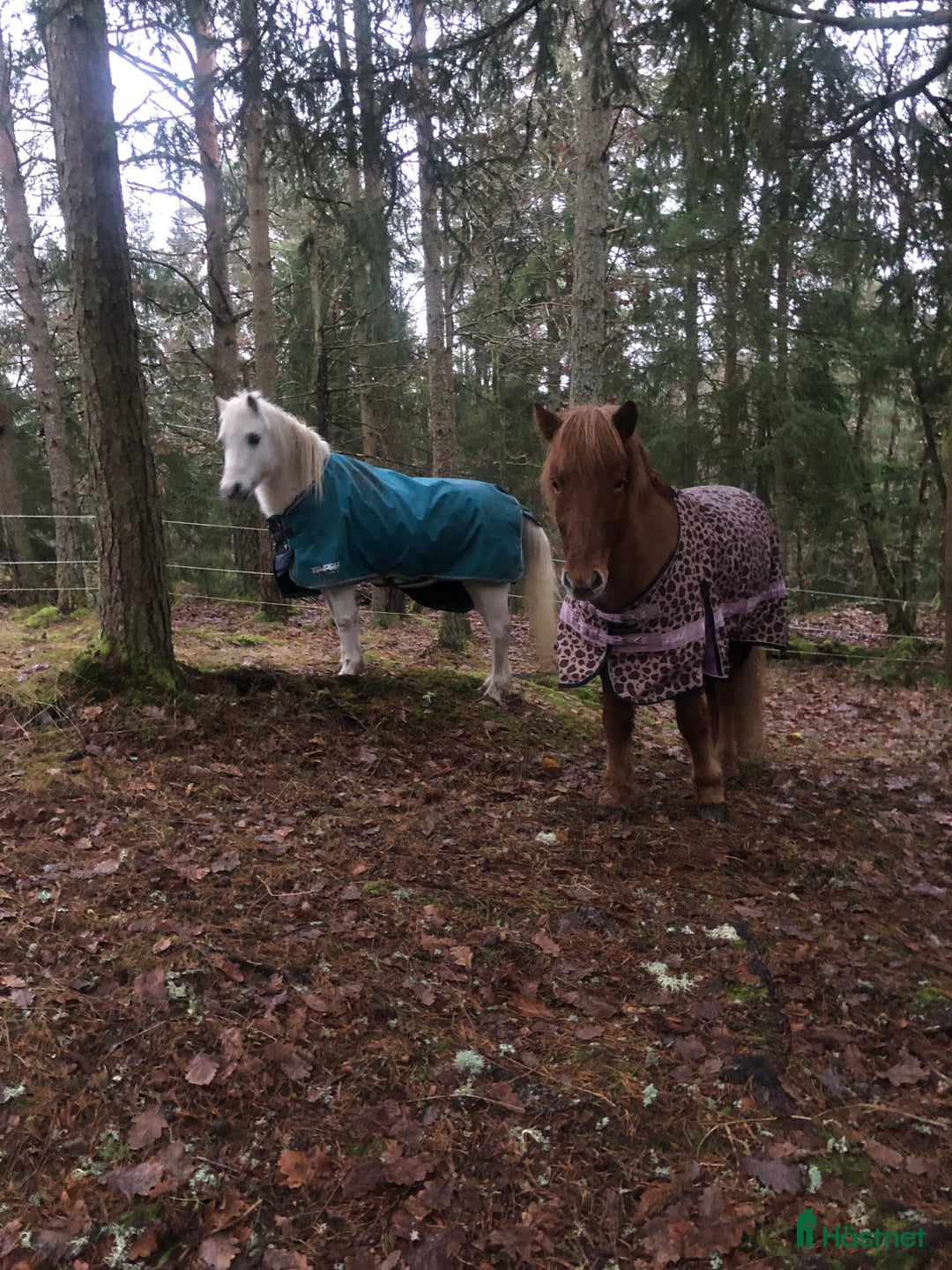  stallplats finnes: Stallplats uthyres till Islandshäst / ponny  i Mölnlycke - Annons 9