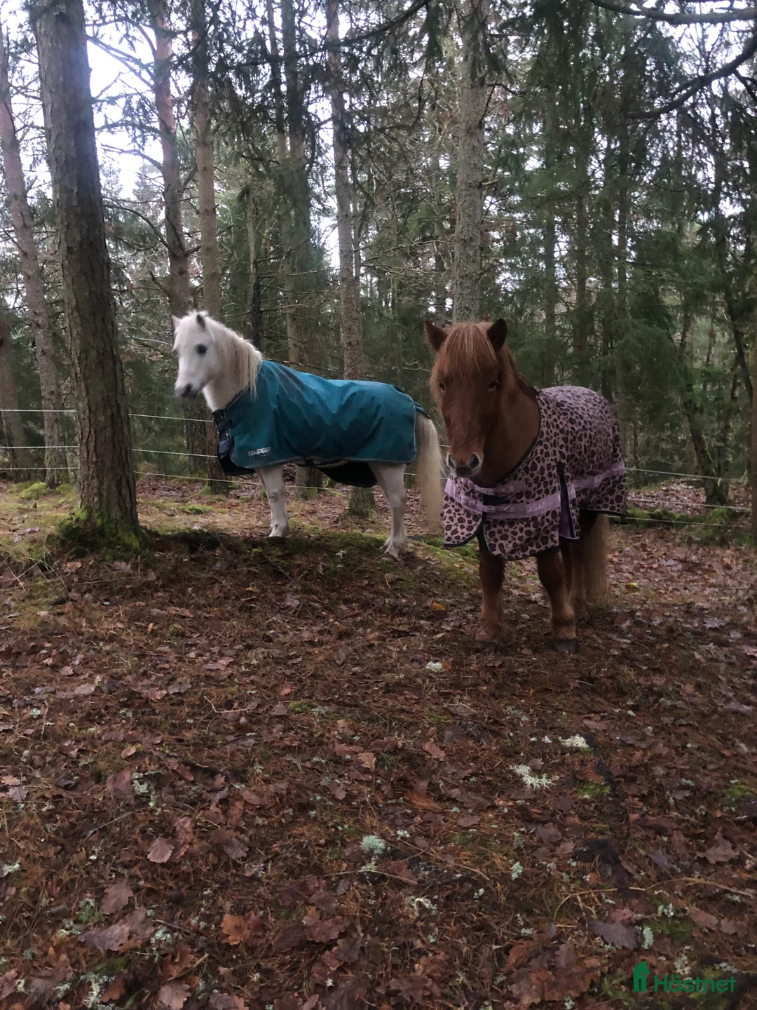  stallplats finnes: Stallplats uthyres till Islandshäst / ponny  i Mölnlycke - Annons 9