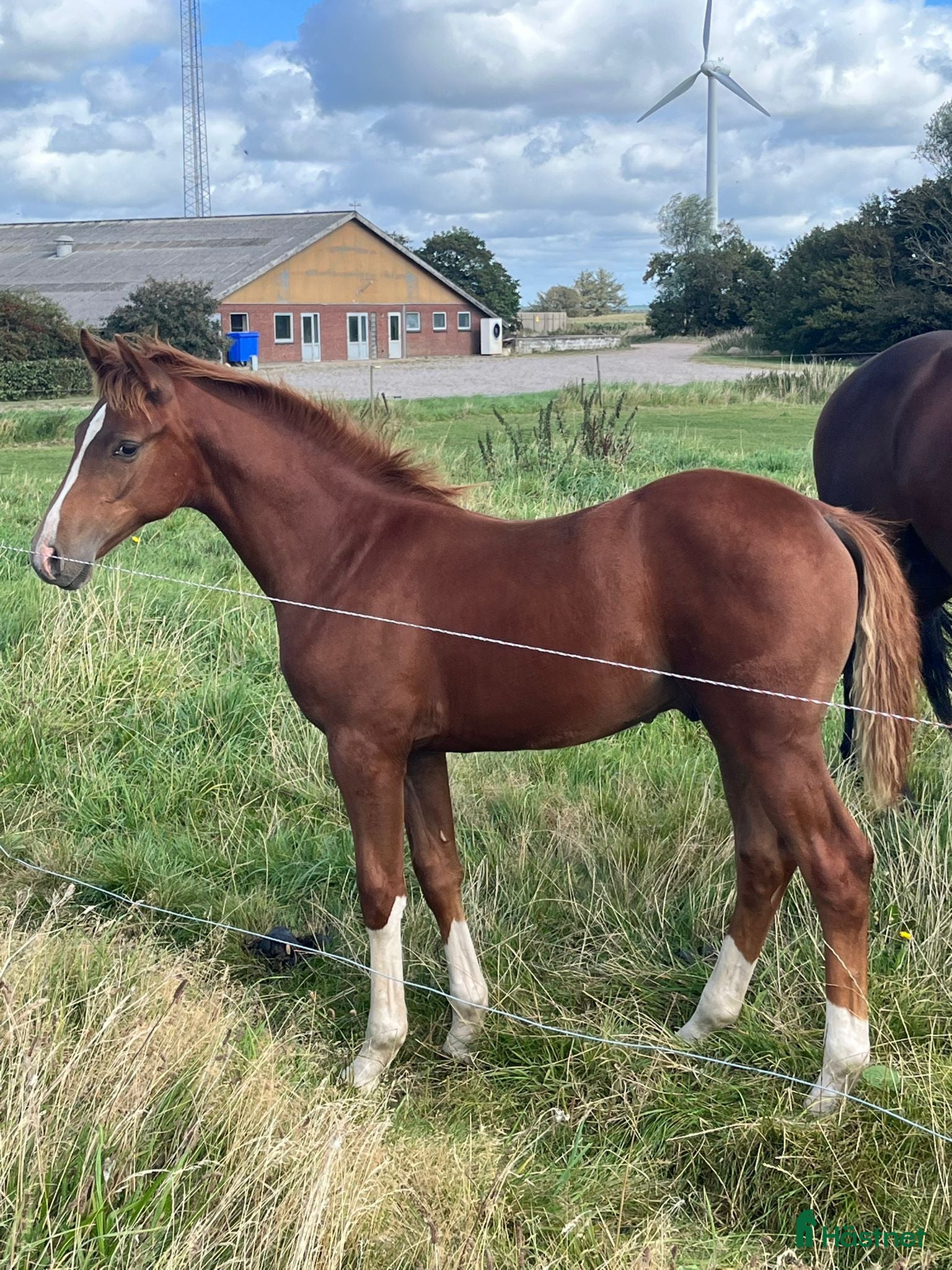  hästar Super jumper i Bredebro - Annons 20