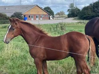 hästar Super jumper i Bredebro - Annons 20