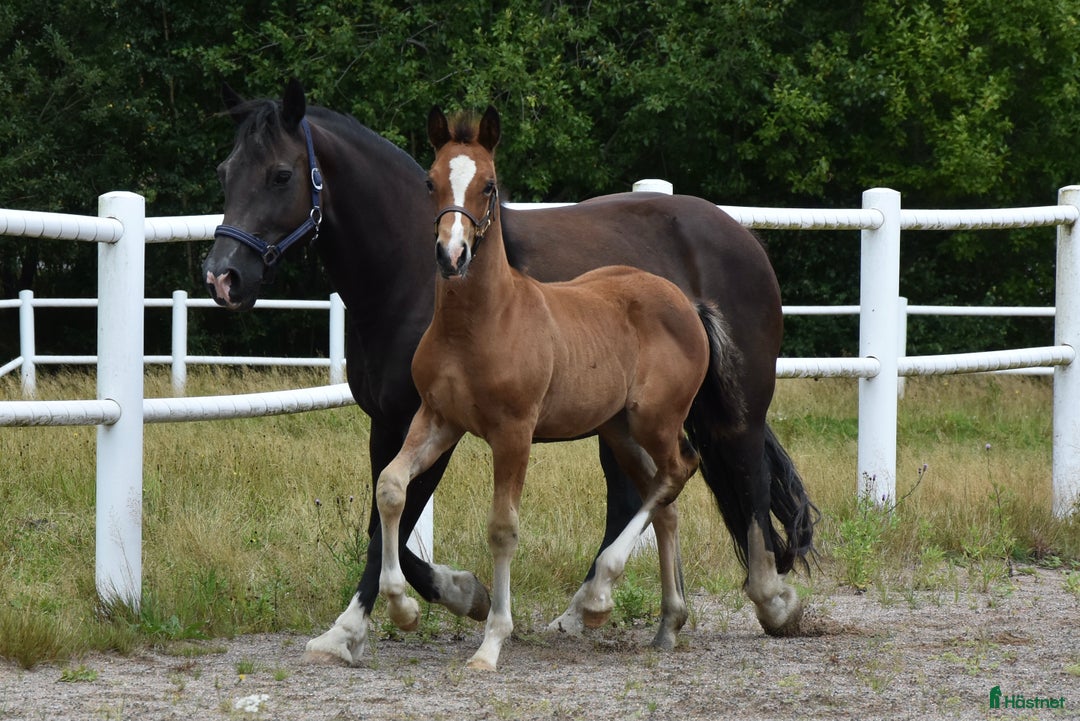 Dressyr hästar till salu: Unik Welsh cob / swb i Partille - Annons 1