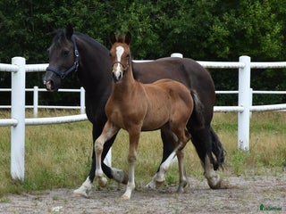 hästar Unik Welsh cob / swb i Partille - Annons 5