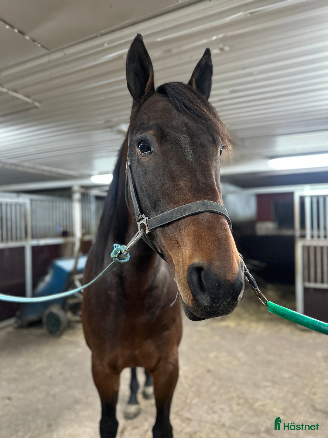 Trav hästar till salu: Dexter Morgan  i Bollnäs - Annons 2