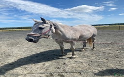 Dressyr hästar till salu: SNÄLLT PRE STO TILL SALU.  i Gärds Köpinge - Bild 12