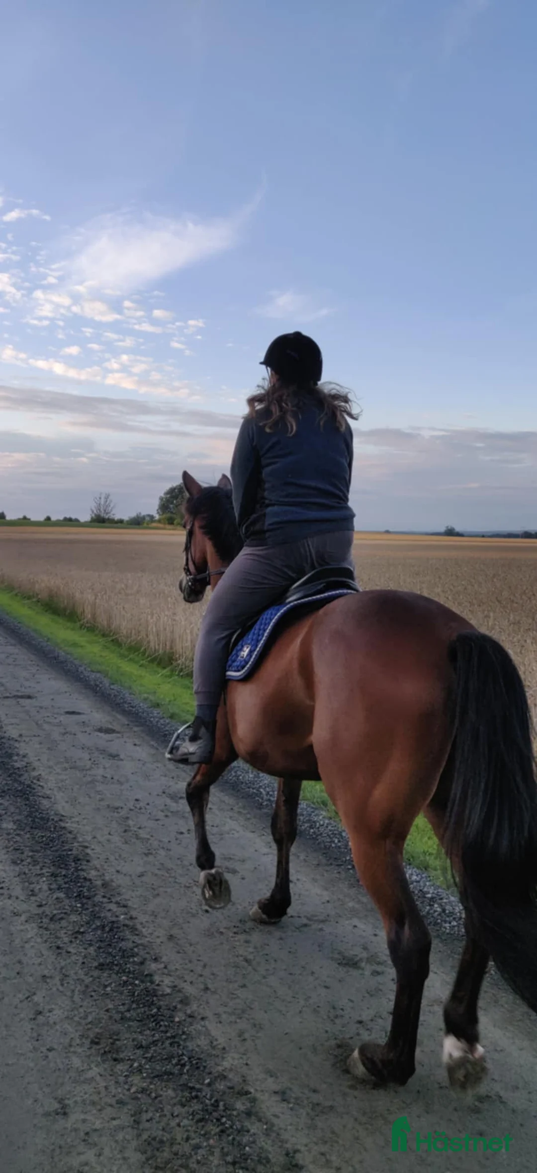 Sällskap hästar till salu: 5 ⭐️ hem sökes till en mycket snäll valack i Ängelholm - Annons 4