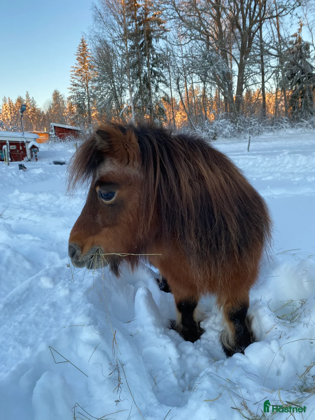 Sällskap hästar till salu: Minishettis söker ett sista ”för-alltid-hem”.  - Annons 2