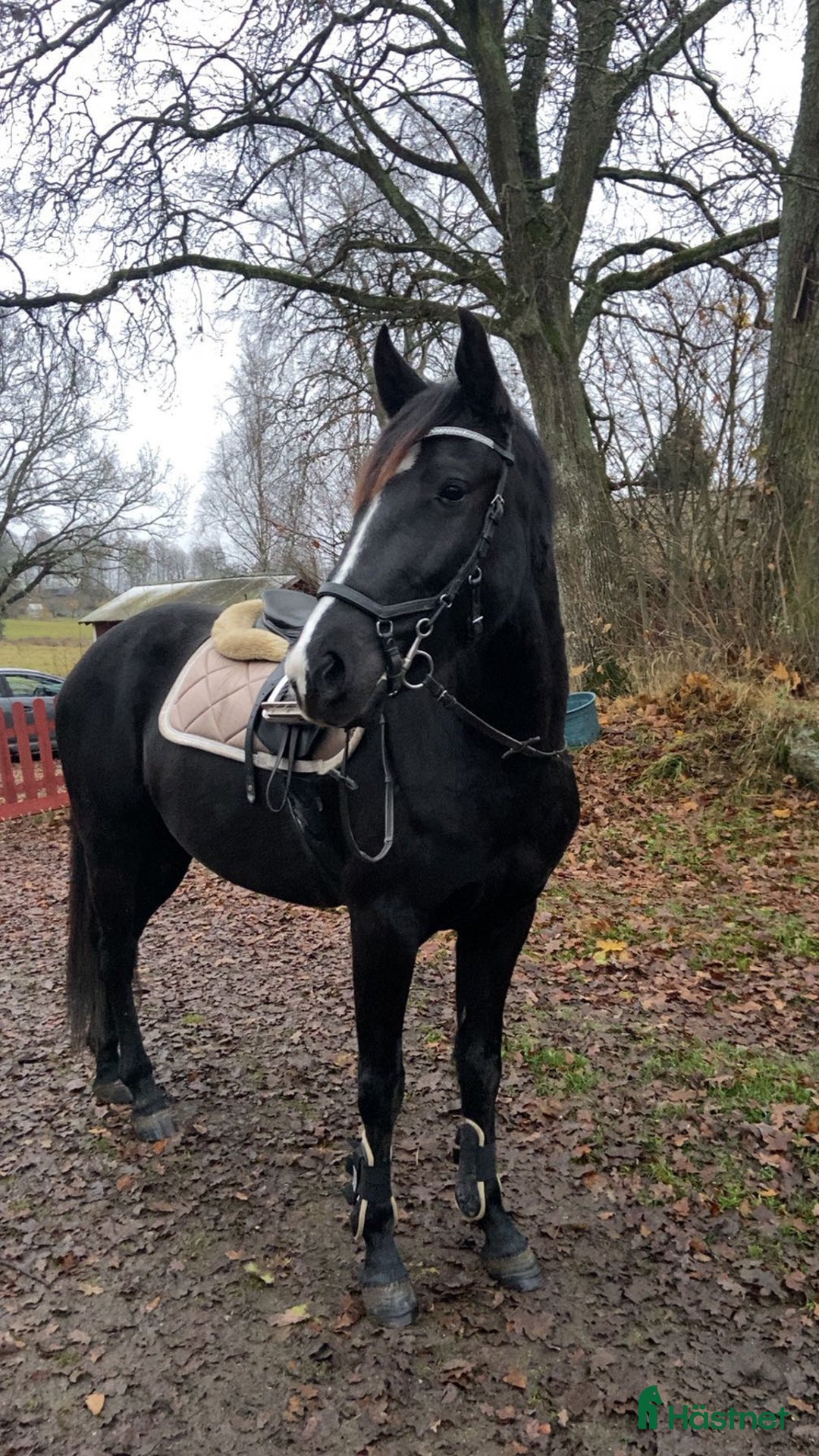 Allround hästar till salu: Fin ungponny!! i Glanshammar - Annons 2