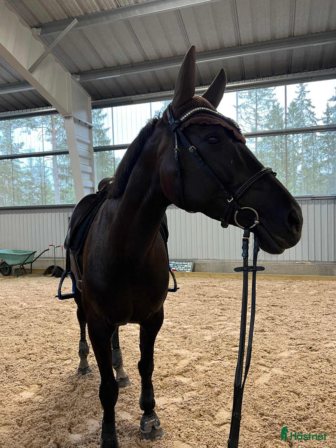 Dressyr hästar till salu: En bästa kompis både i stallet och i ridningen!  i Karlstad - Annons 1