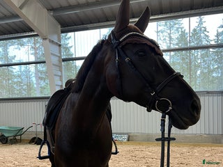 Dressyr hästar till salu: En bästa kompis både i stallet och i ridningen! i Karlstad - Annons 1