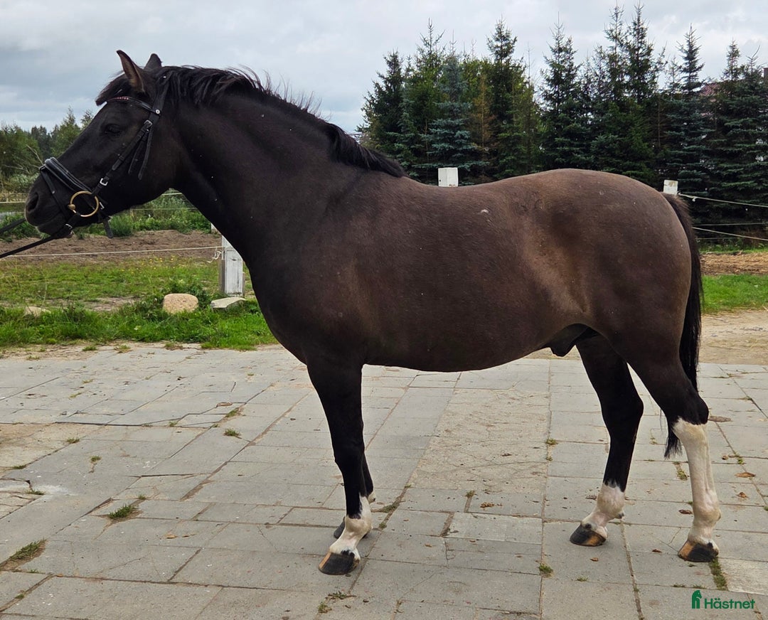 Allround hästar till salu: The talented Pony you’re looking for! i Örsundsbro - Annons 14