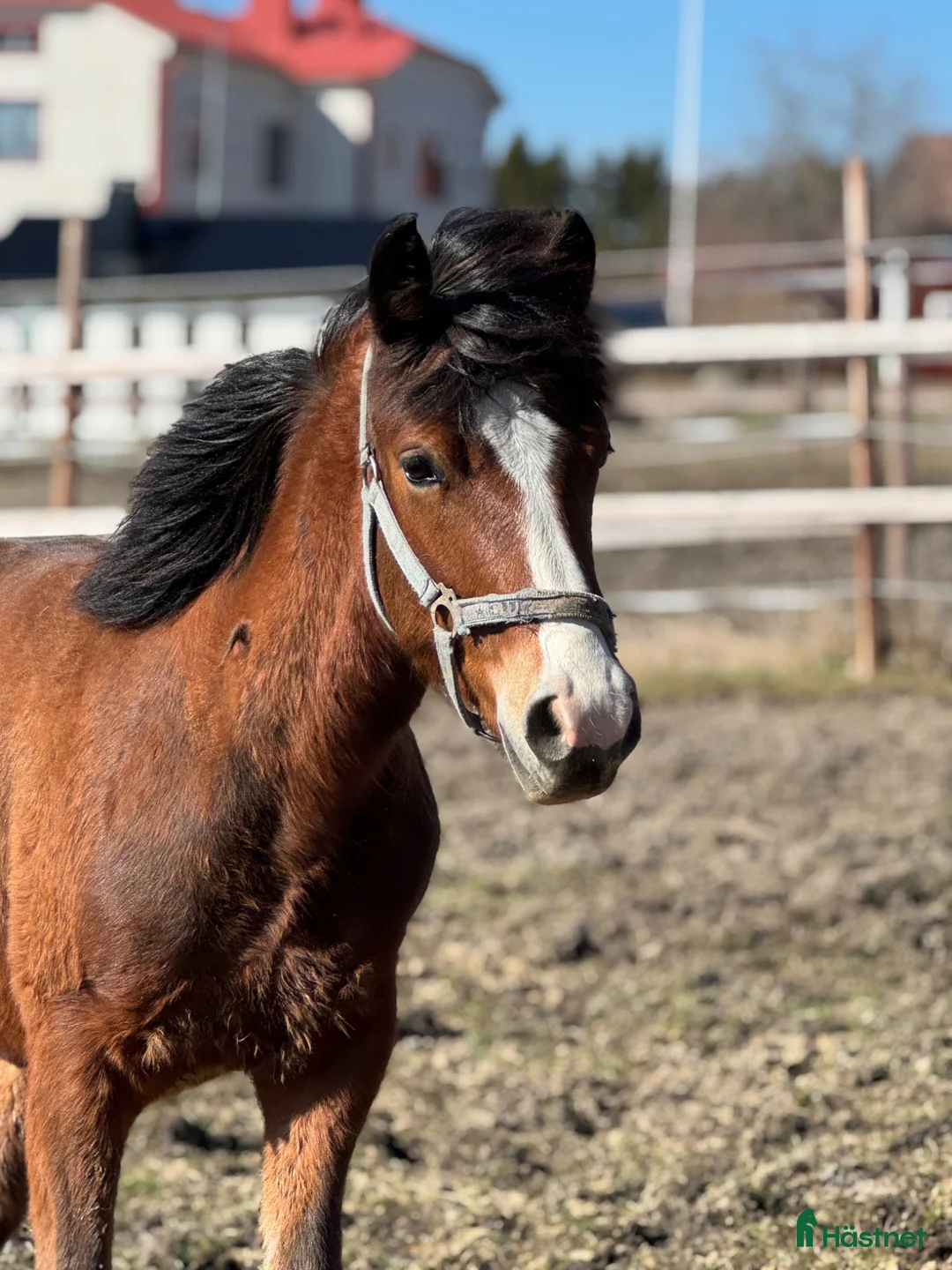 Trav hästar till salu: Fin Ettåring  i Norrala - Annons 1