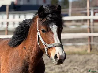 hästar Fin Ettåring - Annons 1