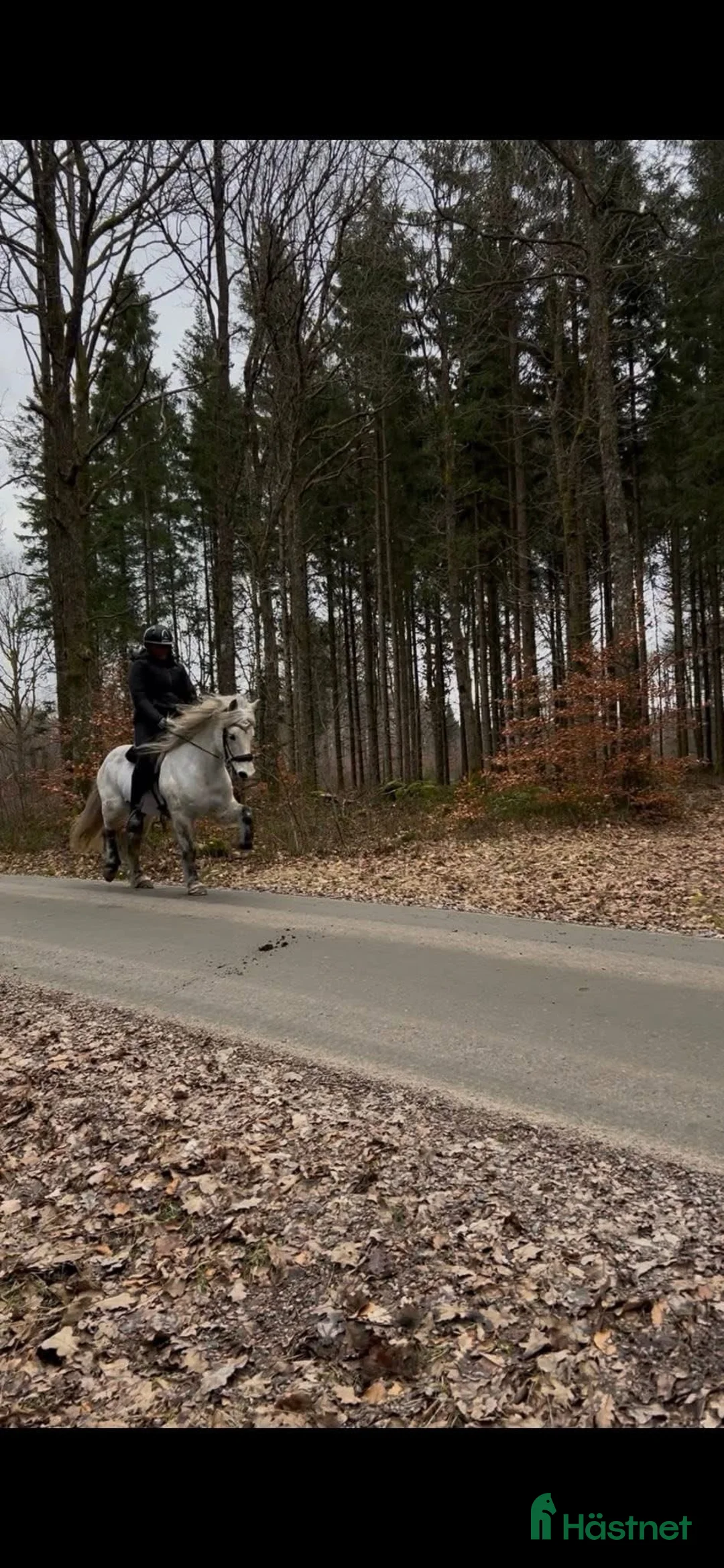 Island hästar till salu: Taktur Fra Sauðholti 2 🌟 - Annons 2