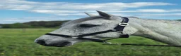 Avelshästar hästar till salu: Connemara till avel och sällskap - Annons 1