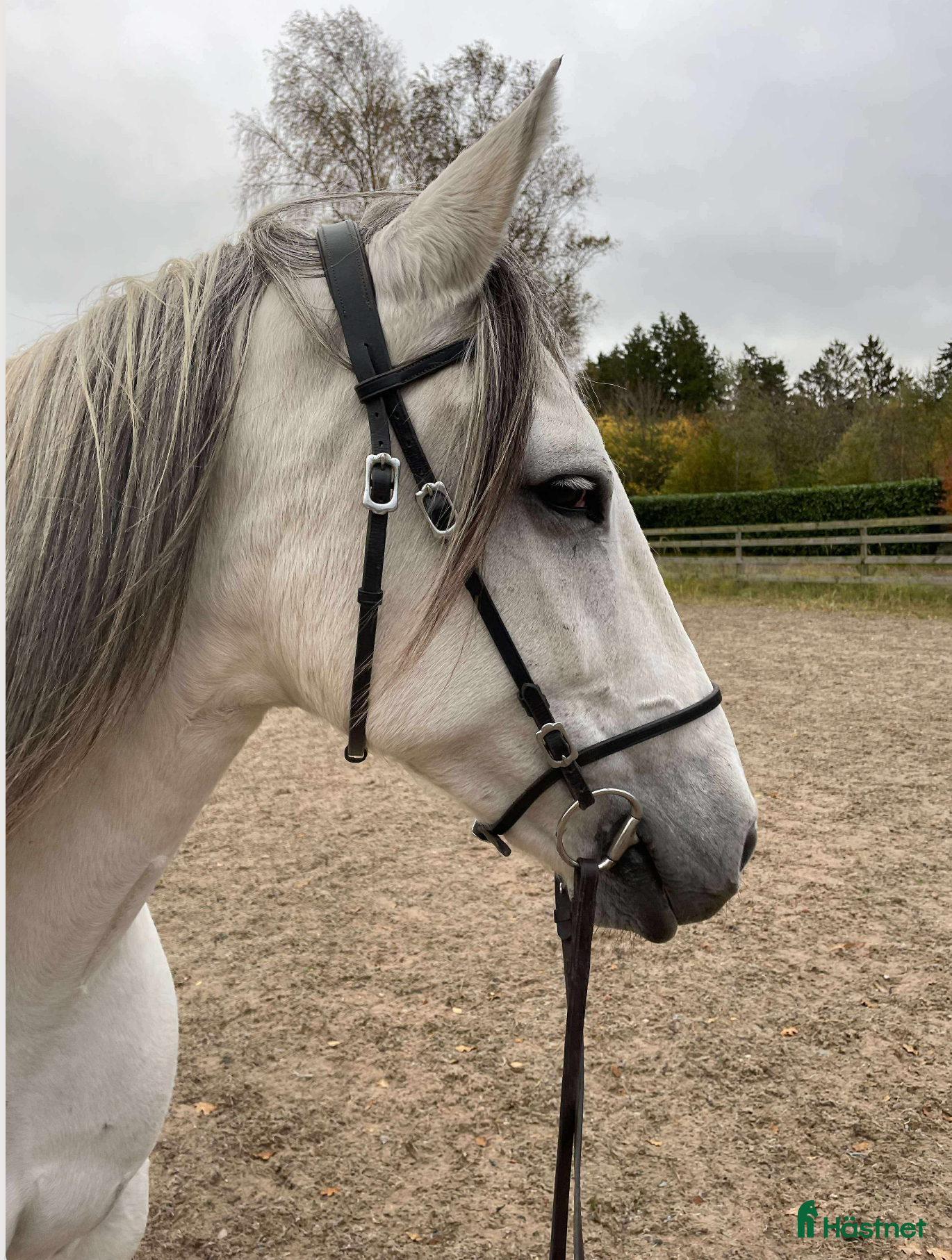  hästar Beautiful and energetic - well trained Lusitano - Annons 13