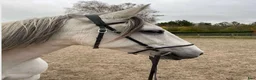 Dressyr hästar till salu: Beautiful and energetic - well trained Lusitano - Annons 1